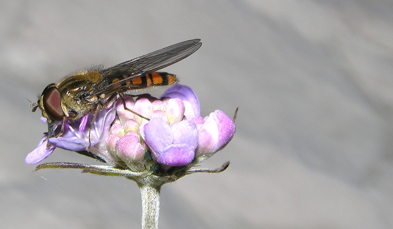 Anacridium aegyptium e Episyrphus balteatus